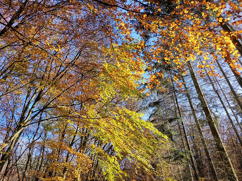 goldener-Herbst-olivia-moogk-newsletter